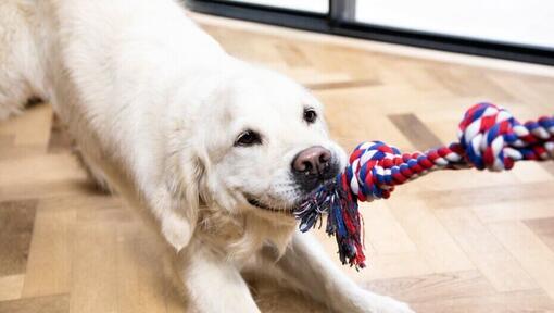 dog playing tug of war with a rope toy