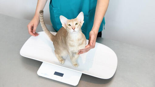cat sitting on scales with vet