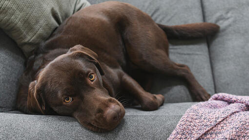 Pregnant dog on sofa