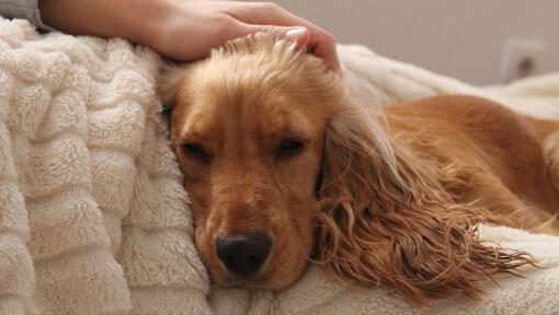 Spaniel being stroked