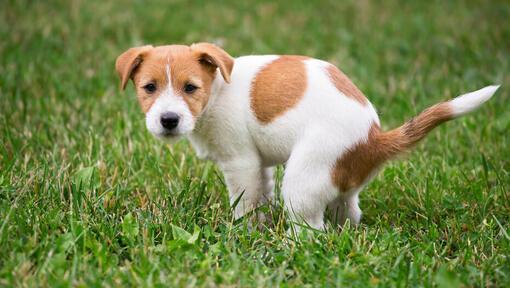 Jack russell puppy pooping on the grass