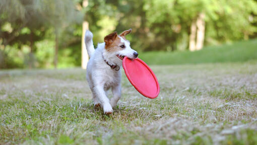 small dog carrying a red frisbee