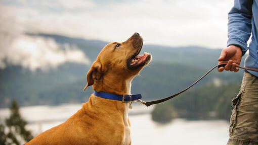 brown dog on lead looking up at owner