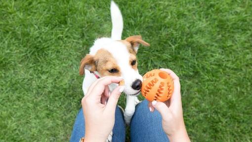  dog being given a treat dispensing toy