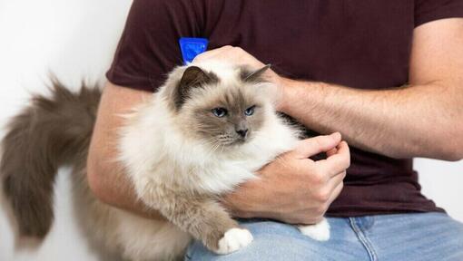 man holding fluffy cat