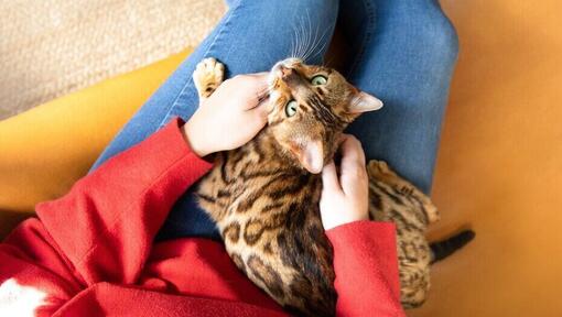  bengal cat sitting on owner's lap