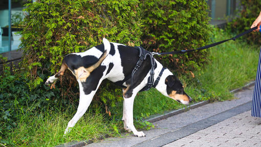 black and white dog weeing against a bush