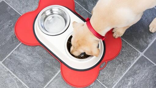 Overhead shot of puppy eating