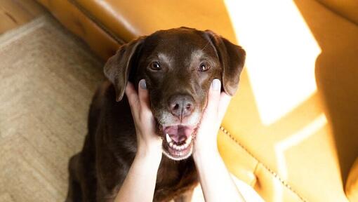 woman holding chocolate labrado's face