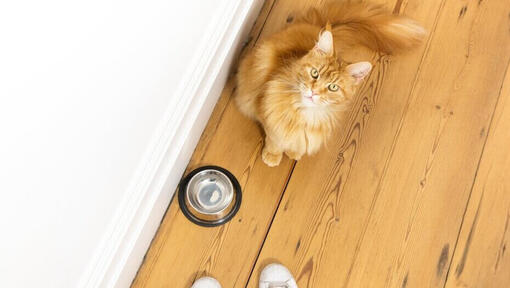 Cat with bowl of water