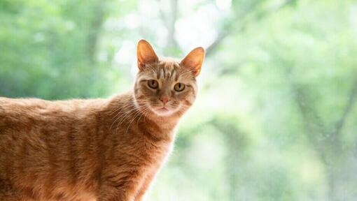 ginger cat looking at the camera