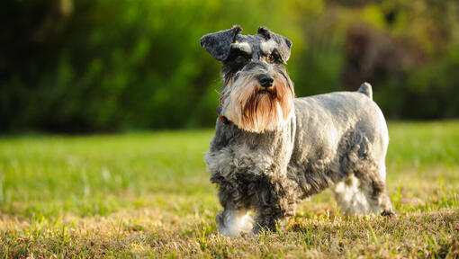 Scottish Terrier running on grass.