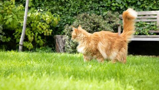 fluffy ginger cat walking in a garden