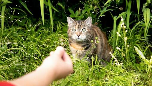 person holding out a treat to a cat in a bush