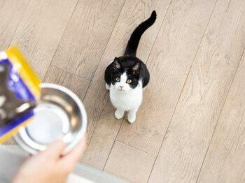 Kitten waiting to be fed