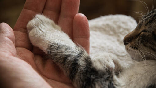 Owner holding his cat's paw.