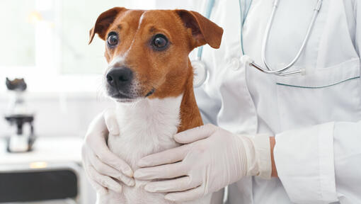 small dog being held by a vet