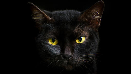 Close up of black cat at night time