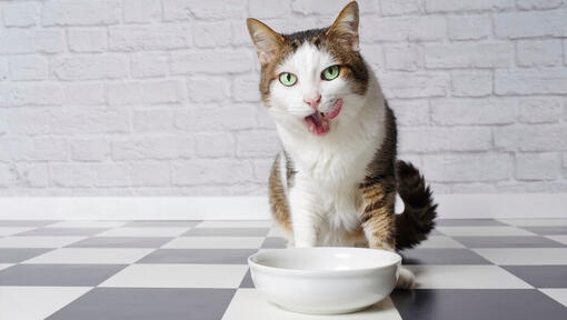 cat with bowl licking lips