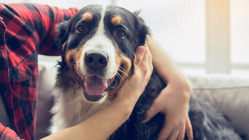 dog being held by its owner