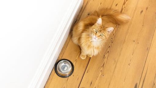 Fluffy ginger cat sitting by water bowl.