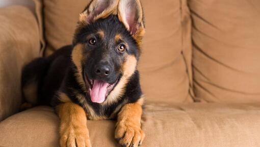 puppy sitting on a sofa panting with ears up