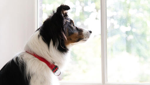 Dog looking out of window