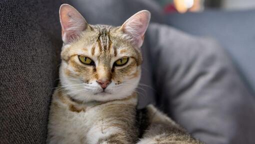 Asian cat is getting ready to sleep on the couch