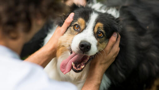 Australian Shepherd with the owner