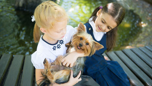 Australian Silky Terrier with children