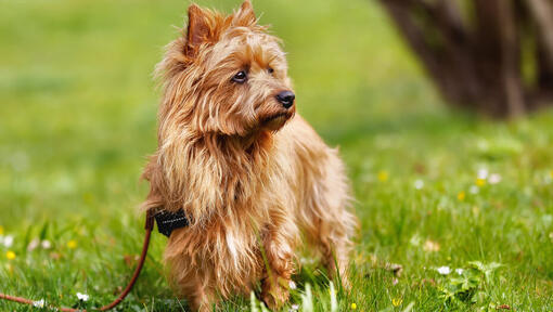 Australian Terrier with ginger coat on the grass