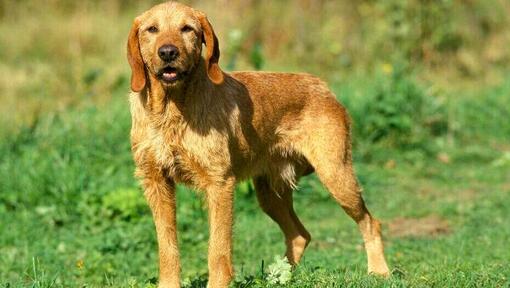 Basset Fauve De Bretagne in the field