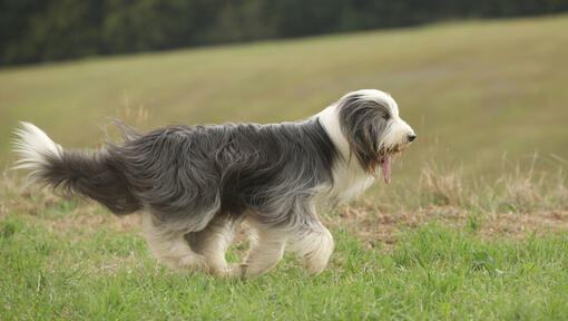 Bearded Collie on the field