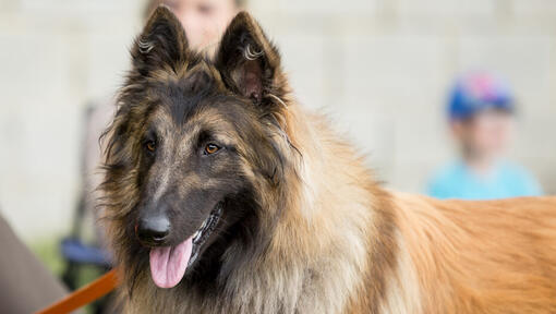 Belgian Shepherd Tervueren on the competition