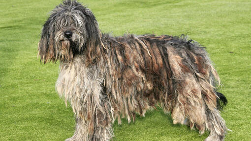 Bergamasco standing on the grass field