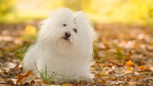 White bolognese looking at the camera.