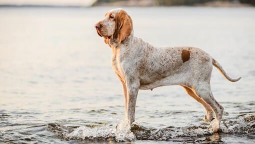 Bracco Italiano standing near the water