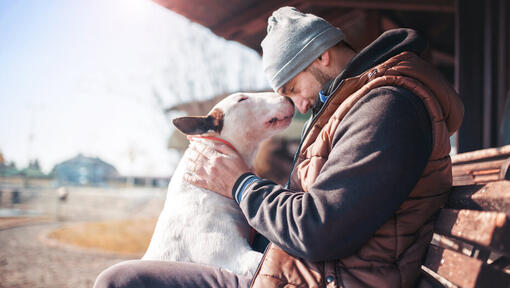 Bull terrier with the owner