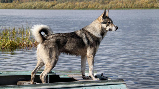 Canadian Eskimo Dog near the water