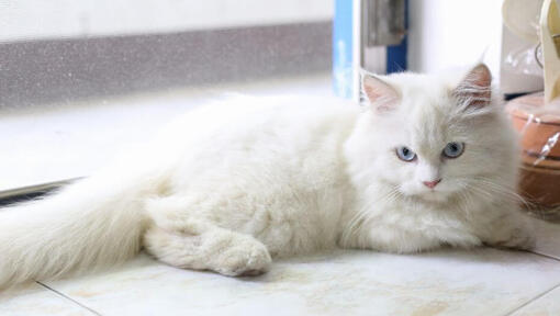 Chinchilla cat is lying on the floor