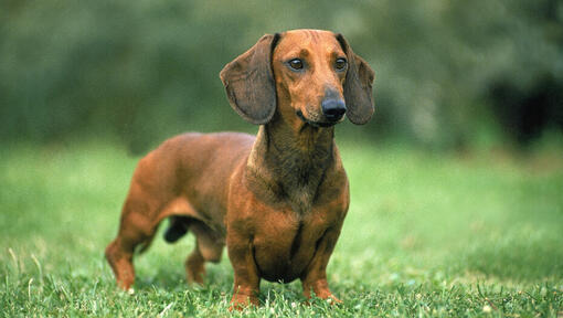 Brown Smooth-Haired Dachshund on the grass