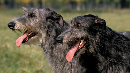 Two black-haired deerhounds smiling.