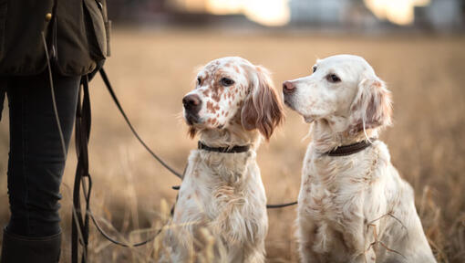 Two white English setters looking at owner.