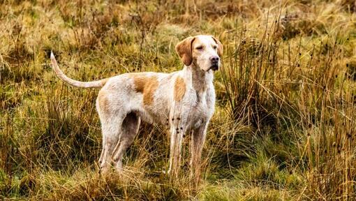 Foxhound in the fields 