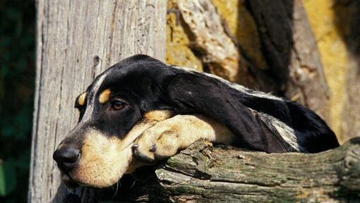 Grand Bleu De Gascogne lying on the fallen tree