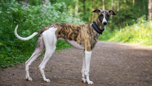 Greyhound is walking in the forest