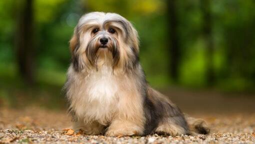 Dog standing in the park