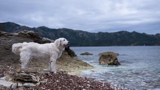 Hungarian Kuvasz is standing on the beach by the lake