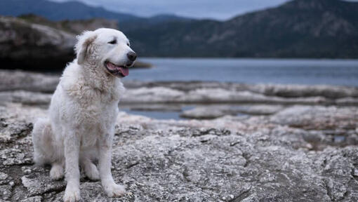 Hungarian Kuvasz is standing on the beach by the lake and forest