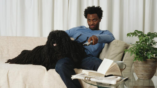 Man is watching a television with his pet - Adult Hungarian Puli